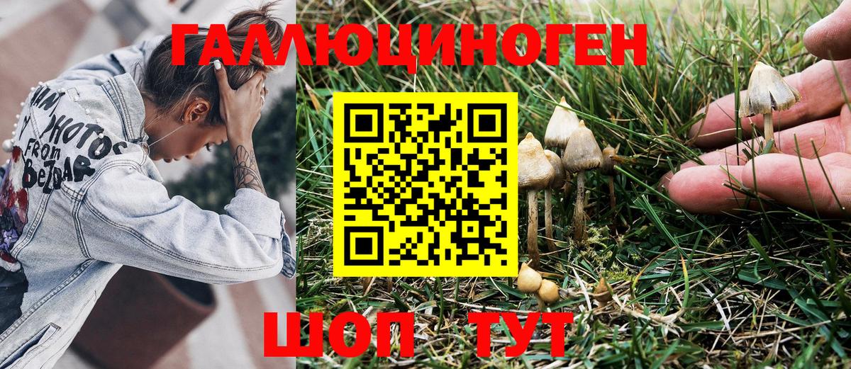 Псилоцибиновые грибы GOLDEN TEACHER  Вход с VPN  Элиста 